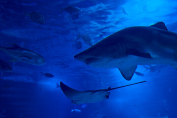 Fototapeta premium Tiger shark in the ocean surrounded by fish