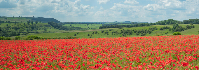Field Red Poppies The Peak