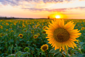 summer sunflower flower at sunset against the blue sky in the field . summer time of the season
