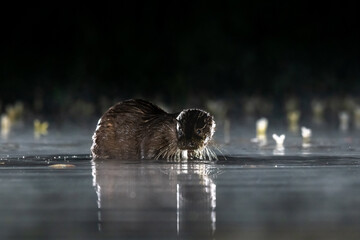 European otter (Lutra lutra) photographed on a misty night with reflection in the pool