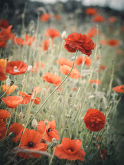 Obraz premium Field of red Poppies in the Peak District of Derbyshire