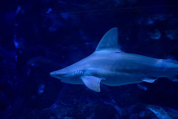 Tiger shark in the ocean surrounded by fish