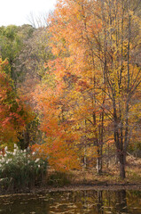 Autumn trees along pond 1