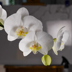 Close-up of white orchids on gray background
