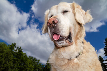 Beautiful Golden Retriever dog against blue sky