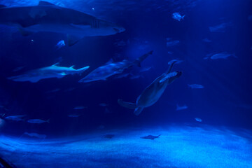 Group of marine animals in the ocean