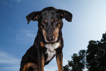 Beautiful black dog against blue sky