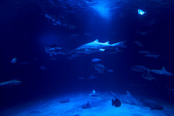 Fototapeta premium Tiger shark in the ocean surrounded by fish