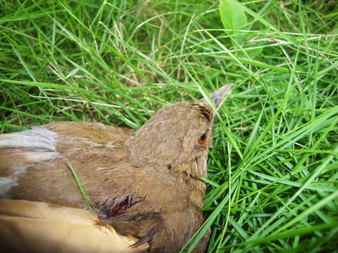 P&aacute;jaro marr&oacute;n herido sobre el pasto verde
