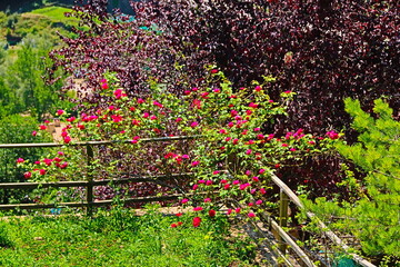 fondo con flores en un jardín de antigua casa de pueblo