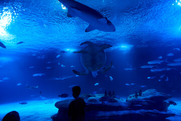 Fototapeta na wymiar Boy watching shark, fish and turtle