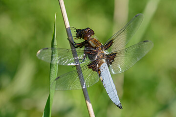 Broad-bodied Chaser - Libellula depressa, beautiful large dragonfly from European still waters, Zlin, Czech Republic.