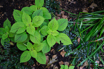 Green leafs coleus on the ground. Plants background