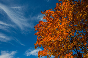 Autumn tree in Bergueda, Barcelona, Spain
