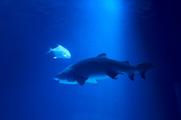 Tiger shark in the ocean surrounded by fish