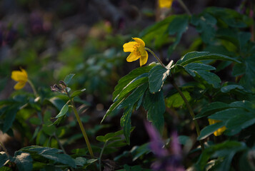 Yellow anemones bloom in the forest in early spring with a bokeh effect.