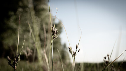 Field steppe flowers and herbs in July on the Lower Volga.