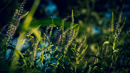 Field steppe flowers and herbs in July on the Lower Volga.