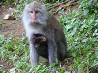 monkey with baby