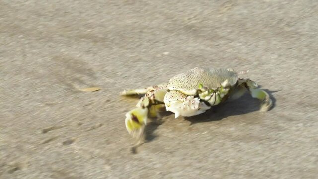 A Ghost (sand) Crab  runs along the sand and buries itself in the sand in the United Arab Emirates (Ocypode)
