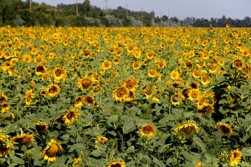 Fototapeta premium Field with yellow sunflowers. Warm summer, cloudless sky. July.