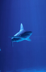 Gray shark swimming in the ocean