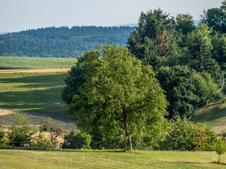 Baumgrundstück im Sommer