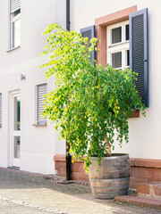 young birch tree in a big pot