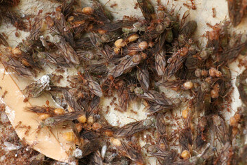 Food chain, diligence and unity of ants.