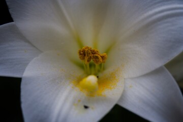Obraz na płótnie Canvas Macro shot of a white lily flower
