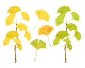 いちょうの枝と葉っぱのセット　水彩風イラスト