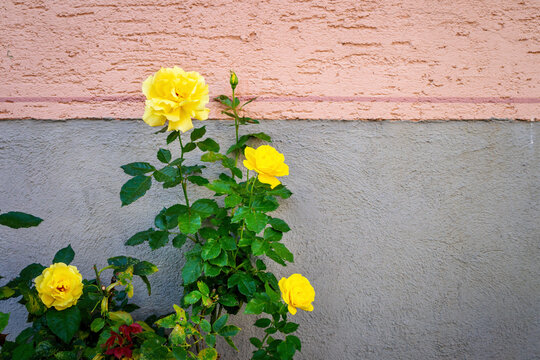 yellow roses bush at a wall
