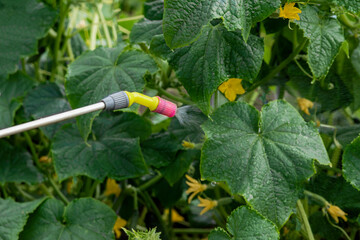 Spraying plants. The cucumber plant is sprayed with a chemical solution to repel insect pests.