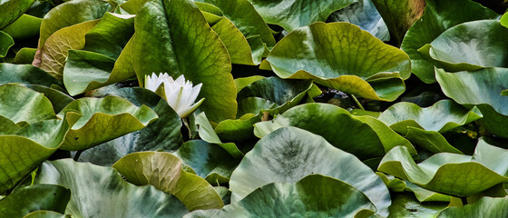 LILIE WODNE © michalsen