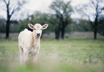 Inquisitive and curious Charolais calf in rural field with copy space on landscape background, beef cow farm concept.