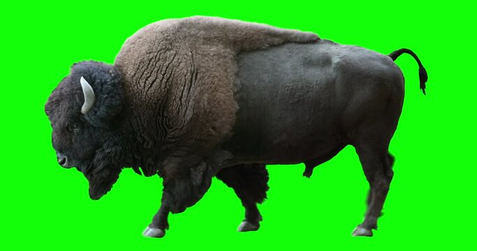 Isolated American Bison cyclical walking. Can be used in real coloring, and as a silhouette. Green Screen.