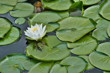 LILIE WODNE © michalsen