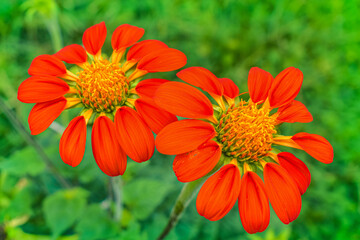 orange flower in the garden