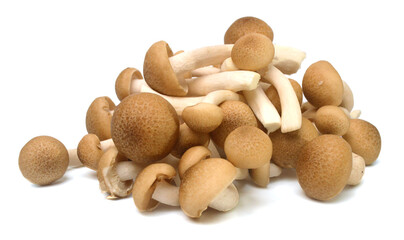 Brown beech mushrooms, Shimeji mushroom, Edible mushroom isolated on white background