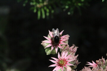 pink and white flower