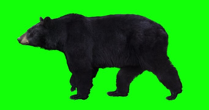 American black bear walking on green screen for easy chroma keying. An isolated animal video allows to add background in post-production. Element for visual effects.