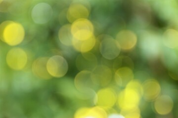 abstract nature green and yellow bokeh background. photo 