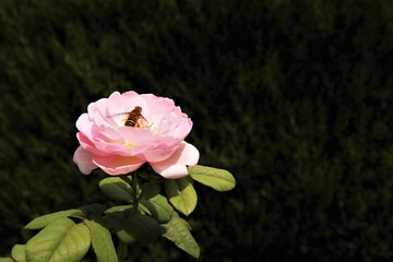 The bee with pink rose on green background.photo 