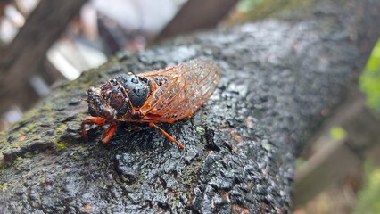 Cricket in rain