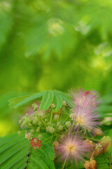 Mimosa tenuiflora pink flowering beautiful tree in Cyprus, Copy space