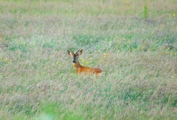 Roe Deer in summer meadow