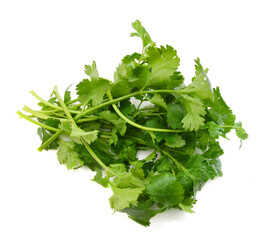 Cilantro