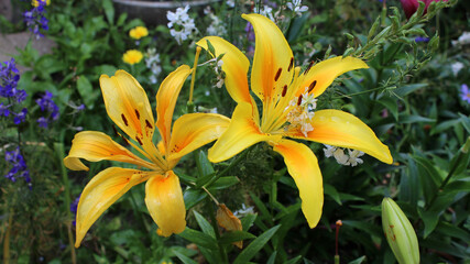 Fototapeta na wymiar Yellow lily blooms on a bright sunny day in the garden.