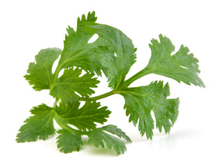 Cilantro