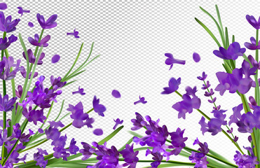 Obraz na płótnie Canvas Lavender background. Beautiful violet lavender on transparent background. Aroma lavender in motion. Flying lavender. Vector illustration.